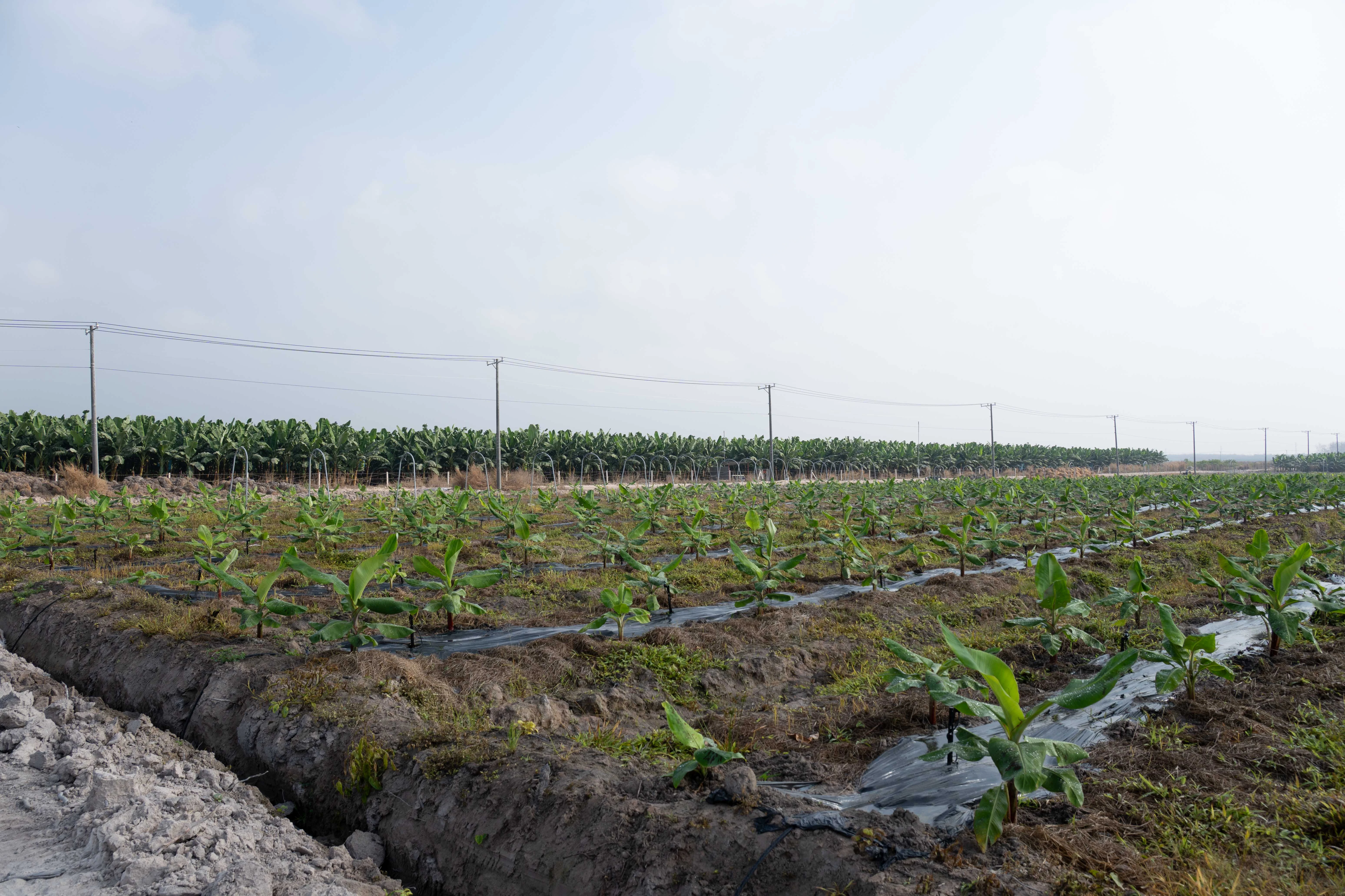 Vườn chuối Cavendish