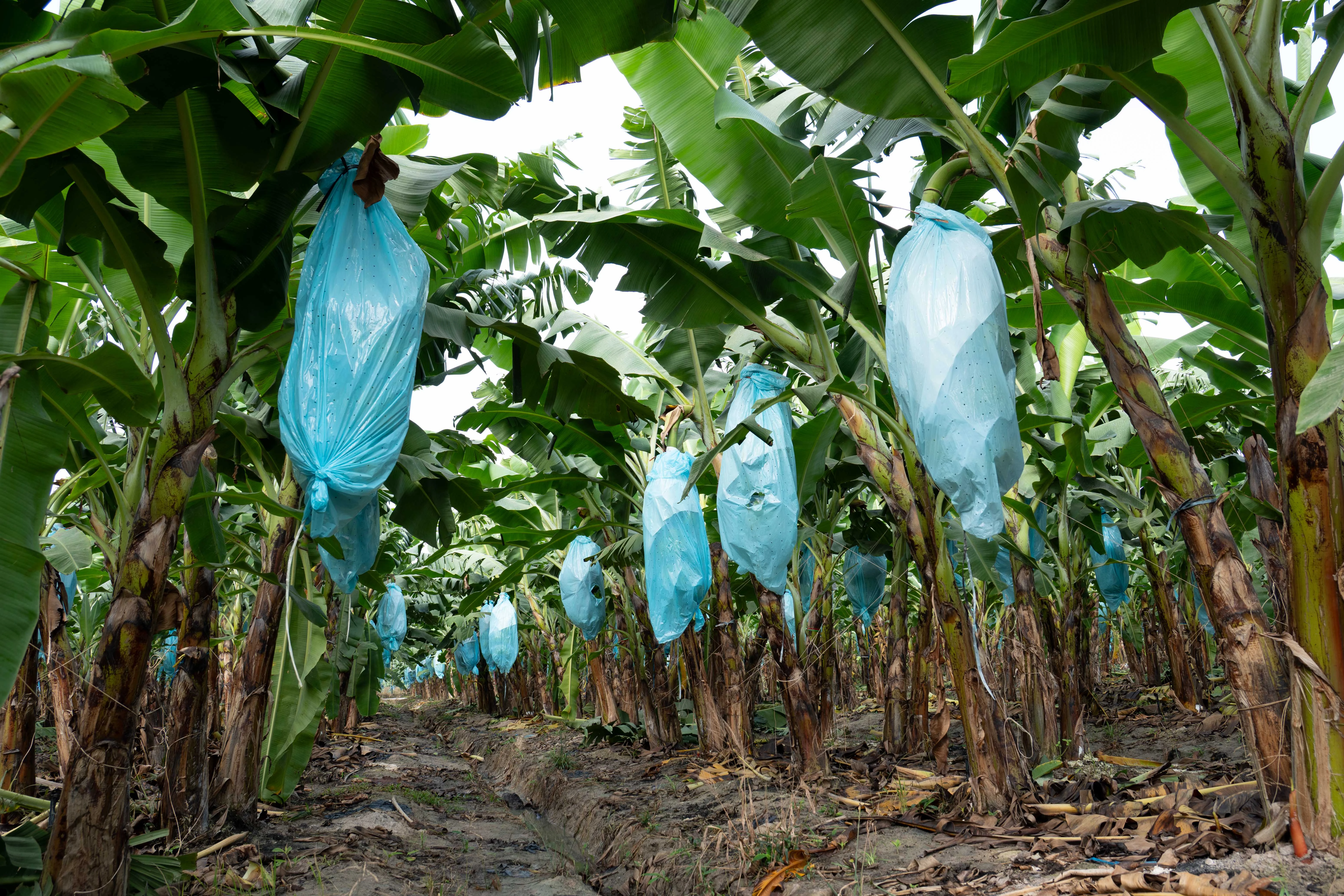 Giám sát tại vườn